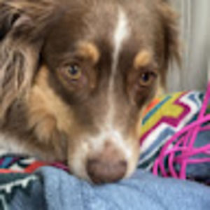 Meet your Posher, Kenley